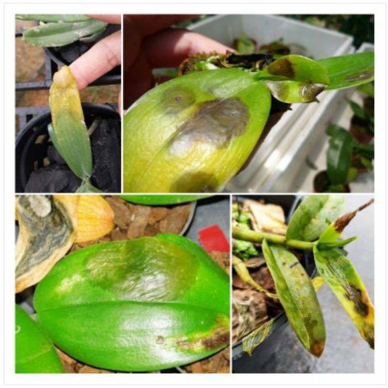 SAO THẦN NÔNG [sạch nấm bệnh]