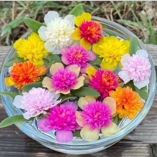 Hoa sam kép mix màu