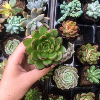 Sen đá viền lửa