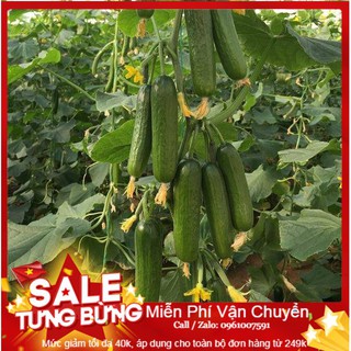  Hạt Giống Dưa Chuột Baby - 10 hạt
