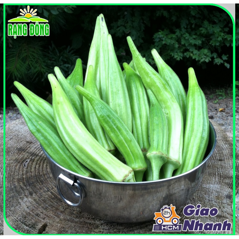 Hạt giống Đậu Bắp Cao Sản, Trồng Quanh Năm, Dễ Chăm Sóc (gói 20 gram) - Hạt giống Rạng Đông