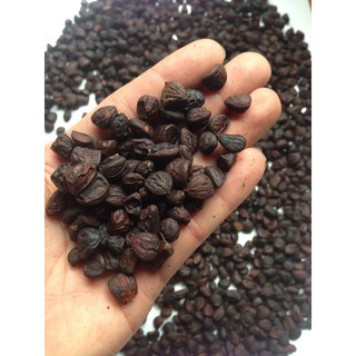 100 hạt dổi rừng