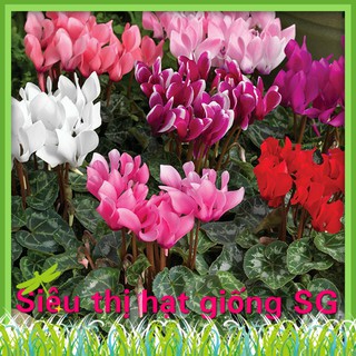 10h - HẠT GIỐNG HOA ANH THẢO MIX