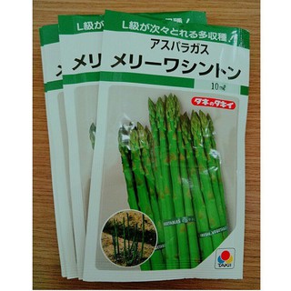 [Hạt giống Nhật Bản] Hạt giống Măng tây xanh Nhật Bản - tỷ lệ nảy mầm 95% (gói 100 hạt) NHẬP KHẨU 100%