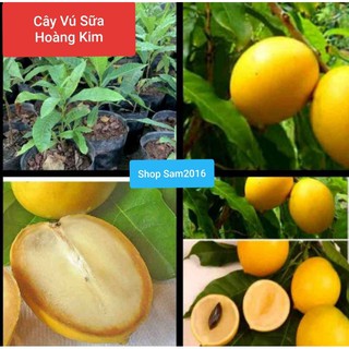 Vú Sữa Hoàng Kim Trồng Chậu Cây Cao 30cm