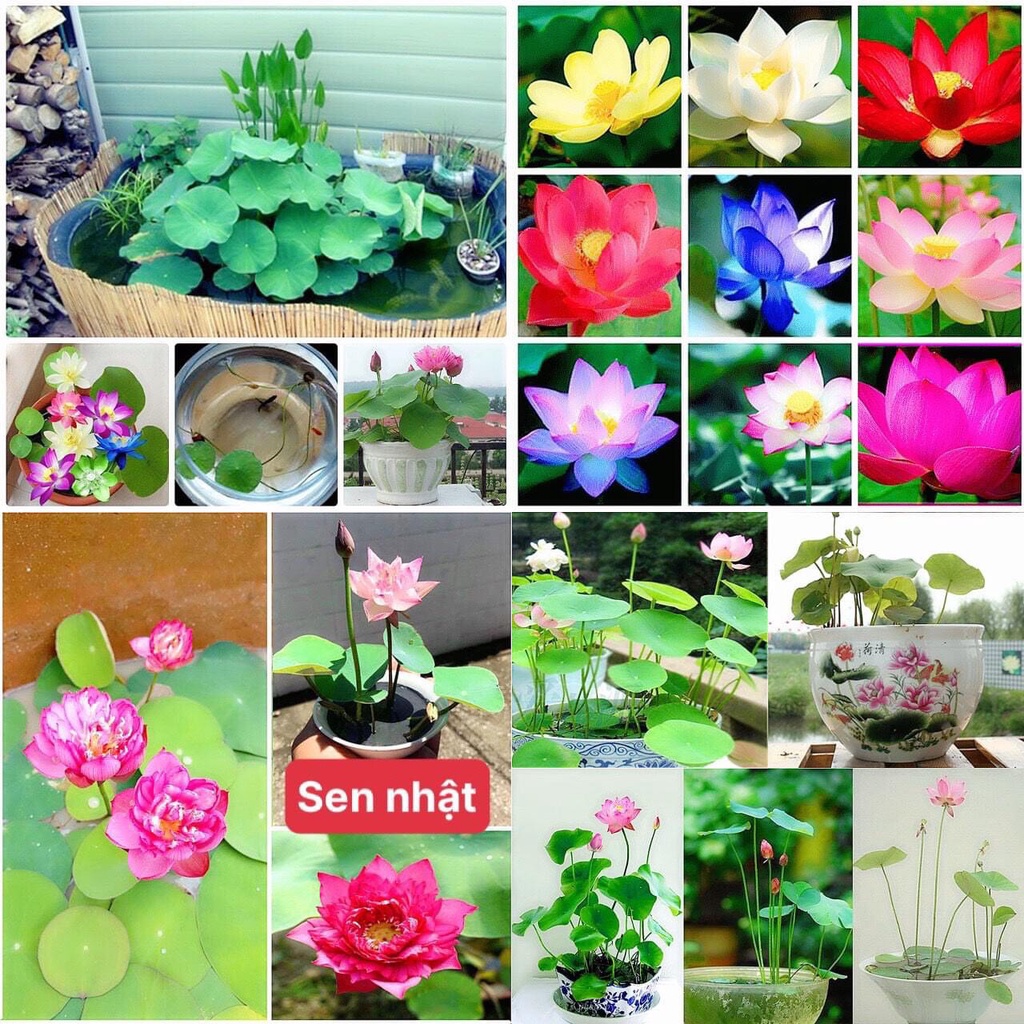 Sen Mini Nhật Đã Cắt Đầu Siêu Nhiều Màu Dễ Trồng Gói 1 Hạt
