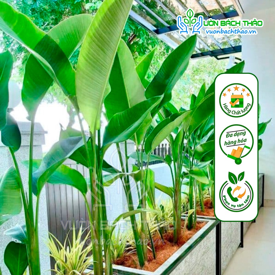 Chuối cát thái trồng công trình hàng bao đẹp - Vườn Bách Thảo