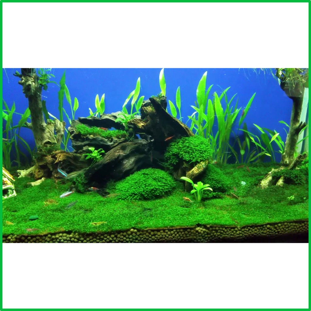 Rêu Minifiss Lá Nước 🐠🐠🐠 - Rêu Minifiss Lá Cạn - Rêu Trang Trí Bể Cá - Rêu Trải Nền Hồ Thủy Sinh