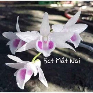 [Rẻ Vô Địch] Lan Phi Điệp 5 Cánh Trắng Mắt Nai (cây con giống gieo hạt)