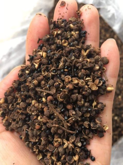 Combo 100g Mắc Khén, 40 Hạt Dổi Nếp Tây Bắc