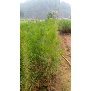 Com bo 10 cây thông mã vĩ giống cao 25-30cm
