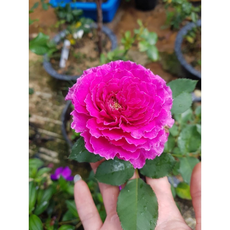 Đất sạch Potting Mix bao 20dm3 - ship hoả tốc 2h