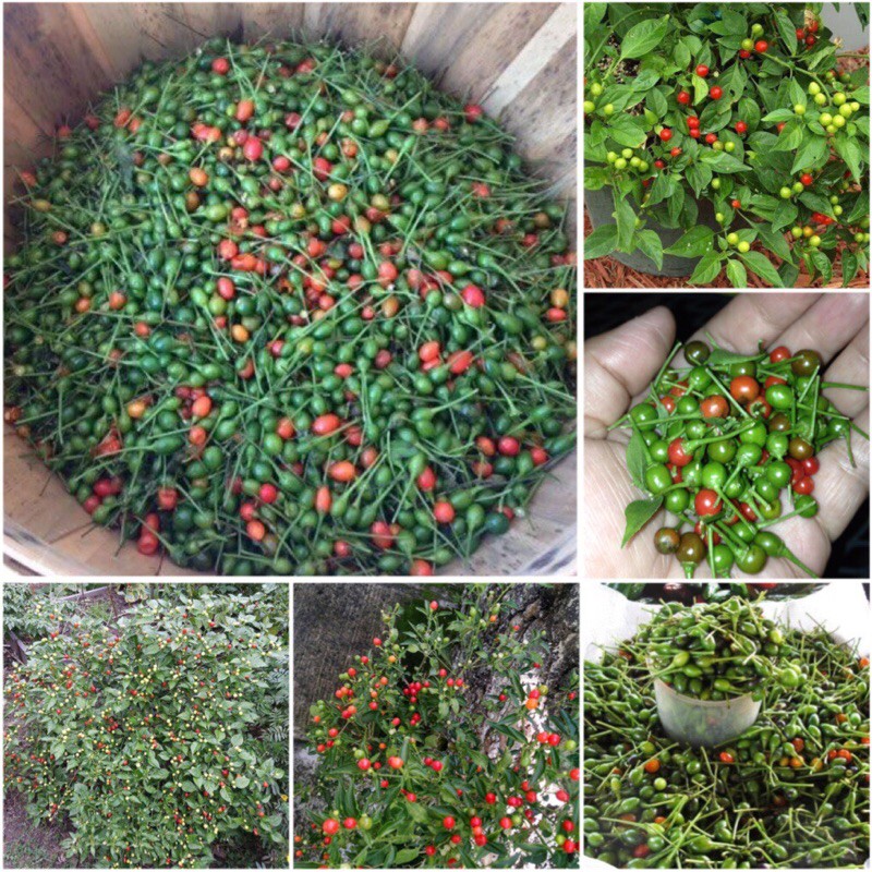 60 Hạt giống ớt Tepin siu nhỏ siêu cay_ Nảy 95% dễ trồng, chuẩn trái