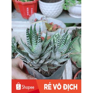 Chậu Móng Rồng