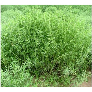Gói 100GR hạt giống Cỏ Đậu STYLO