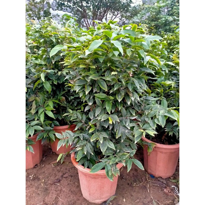 CÂY NHO GỖ 12 VỤ LOẠI NHỚ TRỒNG 6 THÁNG CHO QUẢ