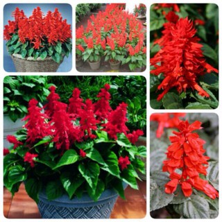 [GIÁ GỐC] Hạt giống hoa Xác Pháo Đỏ - 50 hạt
