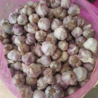 Tỏi tím 1kg