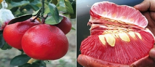 combo 5 cây giống bưởi đỏ luận văn (bưởi tiến vua)