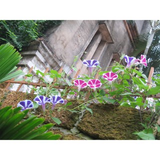 Hạt Giống Hoa Bìm Bịp