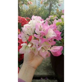 Hoa giấy phớt hồng....