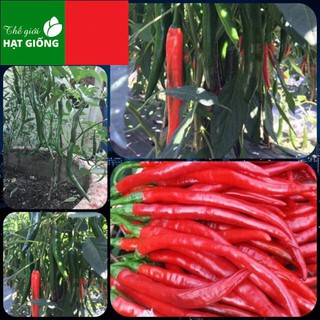 🌟hạt giống ớt hàn quốc🌟 ớt chỉ địa ,ớt tóc dài siêu năng xuất