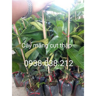 Cây măng cụt bến tre cao 40-60cm