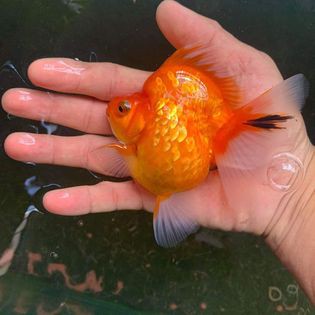 Cám Nhật Phong Goldfish có trộn thêm thành phần dưỡng chất cho các loại cá cảnh, tôm, guppy
