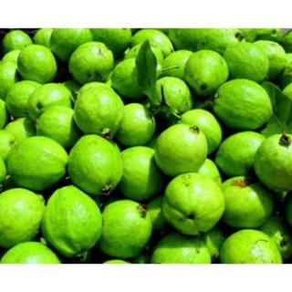 Sản phẩm CÂY GIỐNG ỔI TỨ QUÝ (ỔI GĂNG, ỔI ĐÔNG DƯ) SIÊU NGON SIÊU QUẢ- CAM KÊT GIỐNG CHUẨN F1