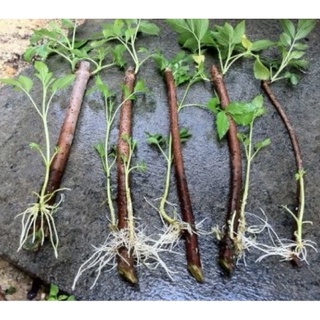 Thuốc Ra Rễ Cực Mạnh TAKE ROOT (Garden Safe) USA ( 56,6gr)