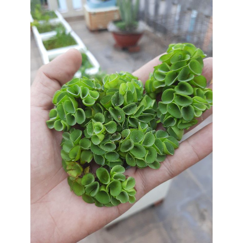 Bèo Tổ Ong - 🌳🎈 - Siêng lọc nước khử ni tơ cho bể cá 🪴