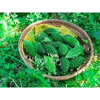 Hạt giống khổ qua rừng