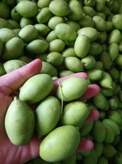 Cây giống cà na Thái