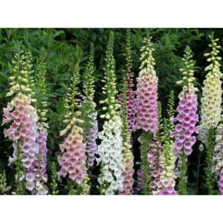 Hạt giống mao địa hoàng mix màu 100 hạt