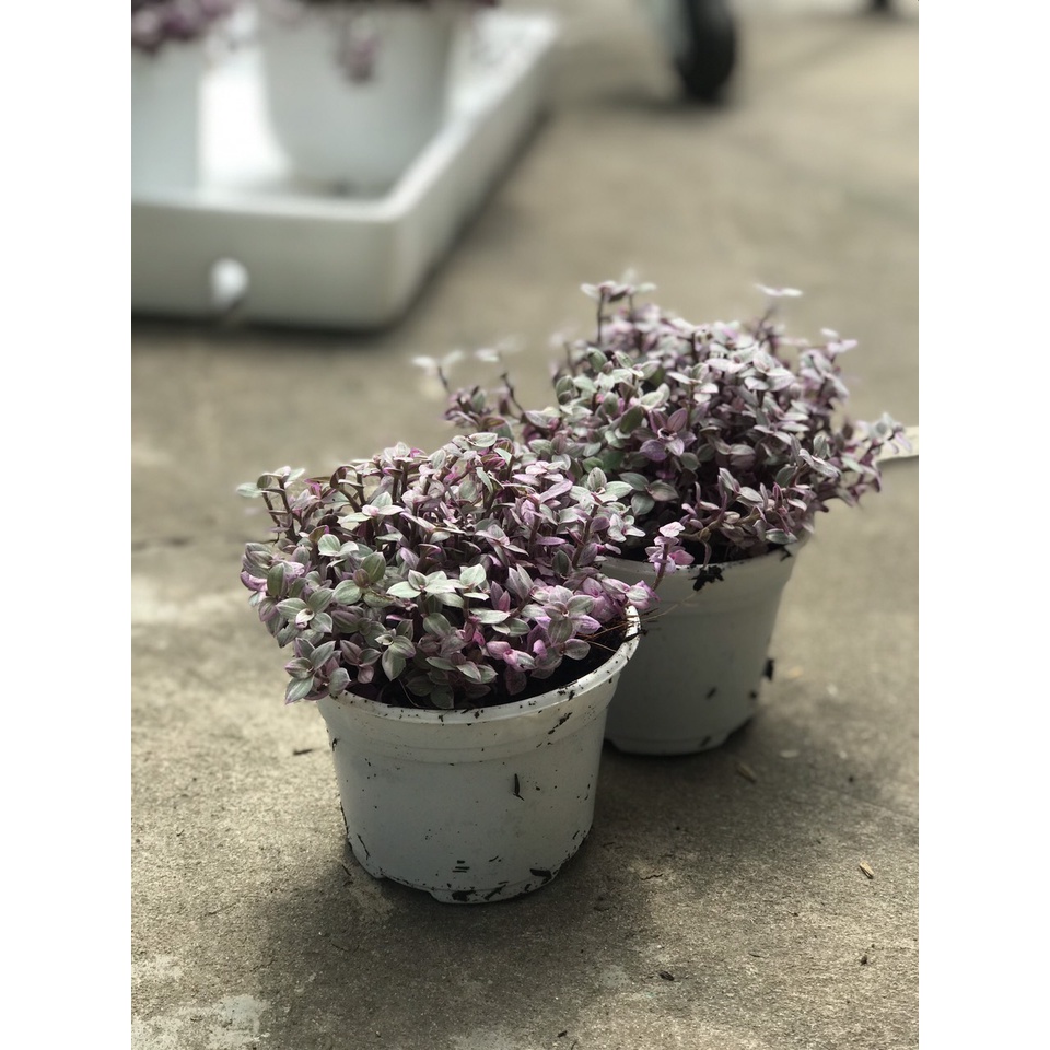Cây cỏ hồng ( Pinkladdy) size trung