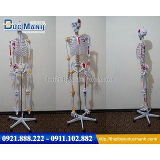 Mô hình xương người cao 170cm có rễ thần kinh và dây chằng quanh khớp