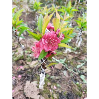 Cây giống đào bích, đào Nhật Tân, đào phai