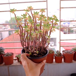 (SEDUM PACHYPHYLLUM) BỤI SEN ĐÁ THẠCH NGỌC THỤ LỚN