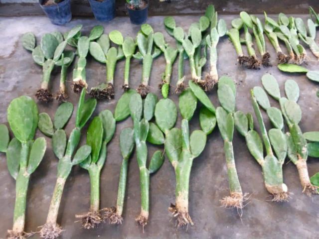 Xương rồng tai thỏ 60-80cm