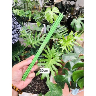 Que thép bọc nhựa size 30cm dùng cắm lan, kiểng lá, cây cảnh, hồ điệp