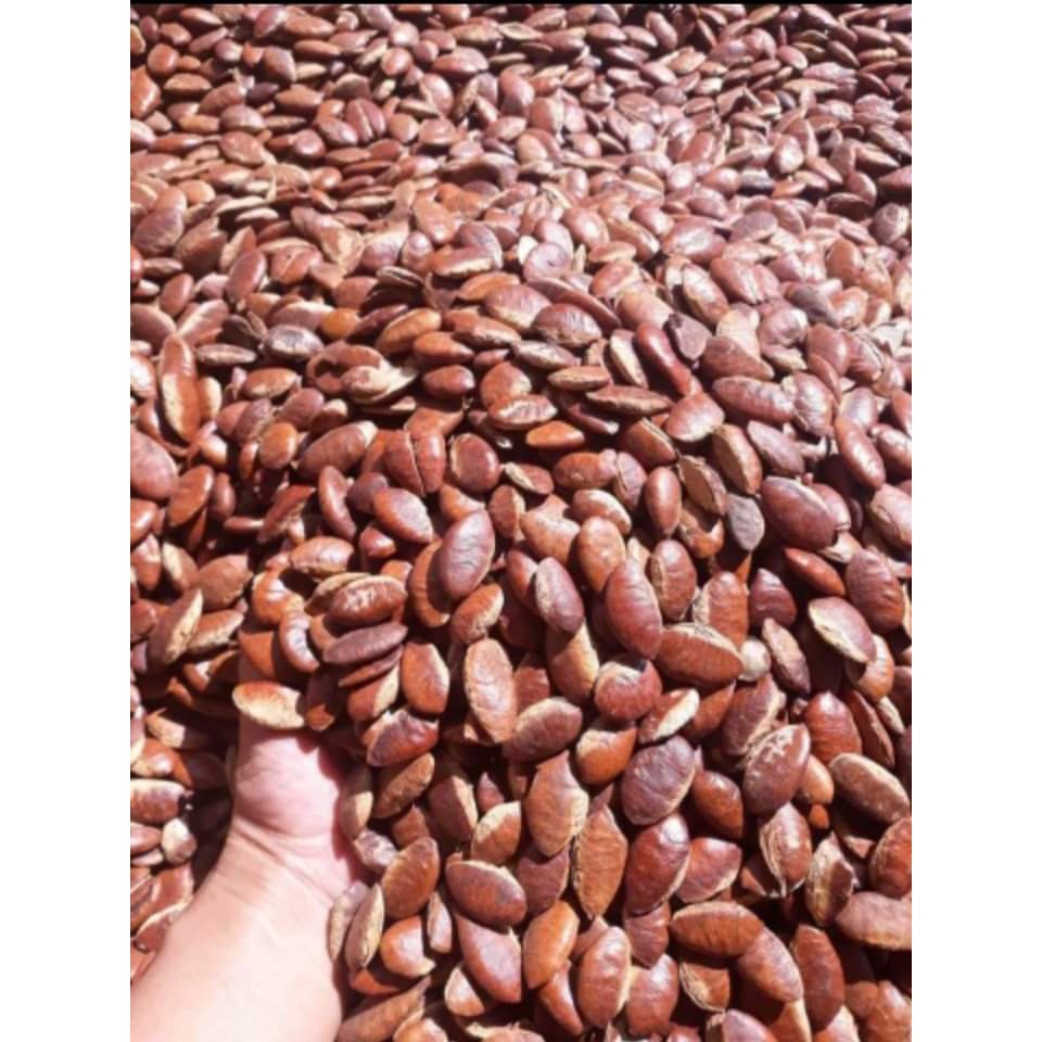 1kg Hạt Kơ nia Rừng Đaklak Béo Ngậy, Giòn Thơm, Giàu Dinh Dưỡng 100% Tự Nhiên Không Hóa Chất,konia, ko nia