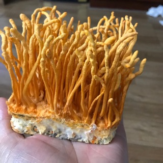 ĐÔNG TRÙNG HẠ THẢO TƯƠI 100GR