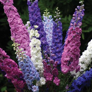 [GIÁ GỐC] Hạt giống hoa Phi Yến Mix (Larkspur Consolida) - 100 hạt