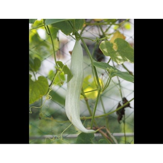 Hạt giống Khổ qua tây RD999 (2g)