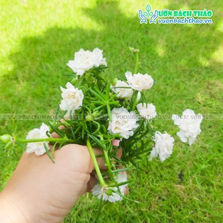 100 Cành Hoa Mười Giờ