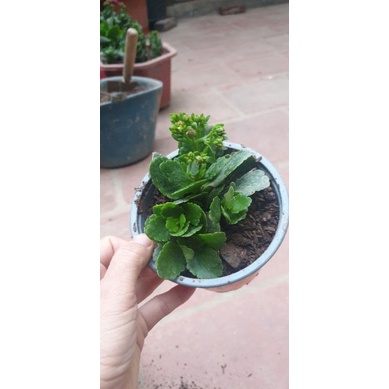 1 cây giống hoa sống đời kép đang nụ