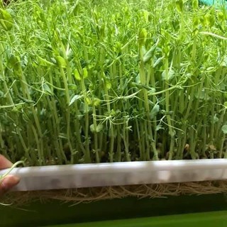 Khay thủy canh trồng rau mầm
