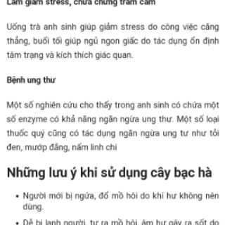 Cây bạc hà( 3 cây)