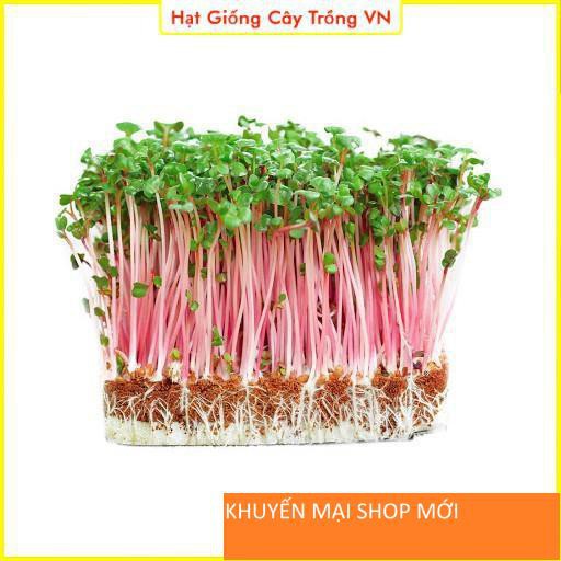 Hạt Giống Rau Mầm Cải Đỏ Dễ Trồng, Thu Hoạch Sau 5-7 ngày khuyến mại shop mới