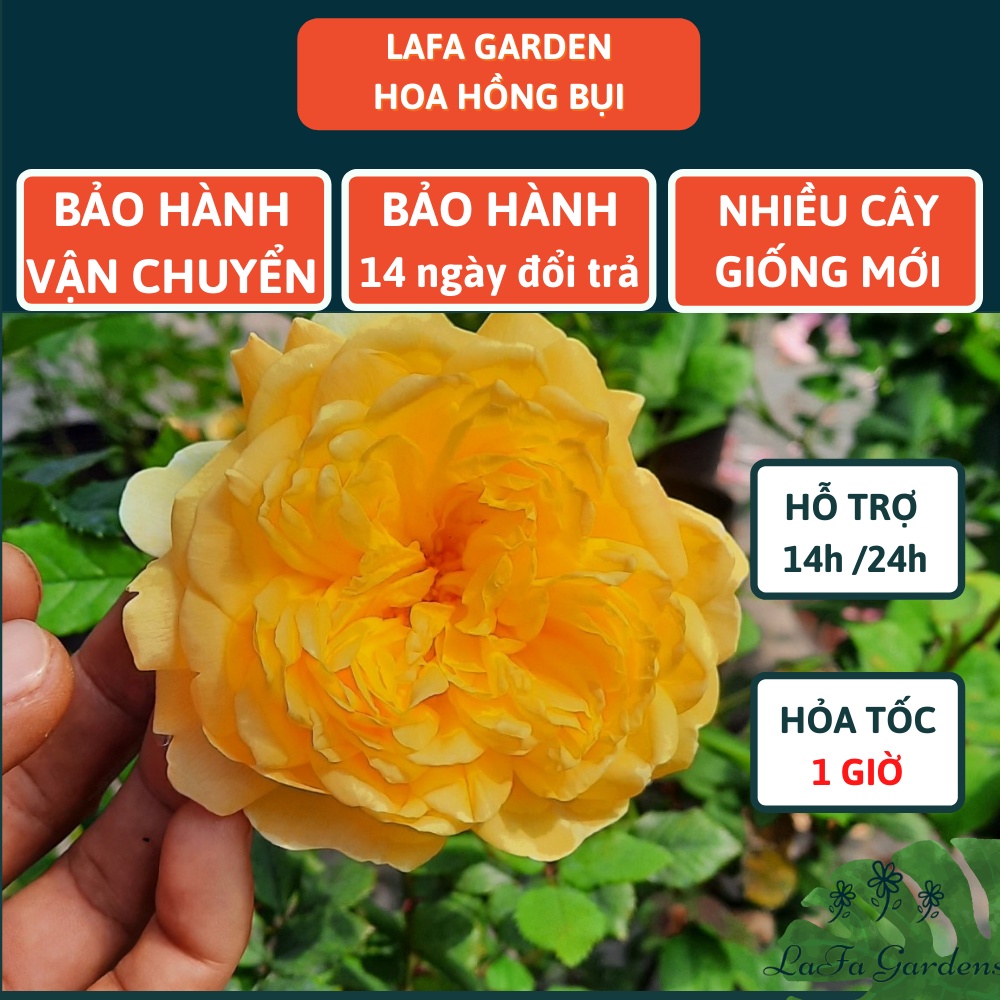 Hoa hồng ngoại Shell, cây hoa hồng màu vàng có vẻ đẹp hấp dẫn, cây hoa vườn LAFA GARDEN